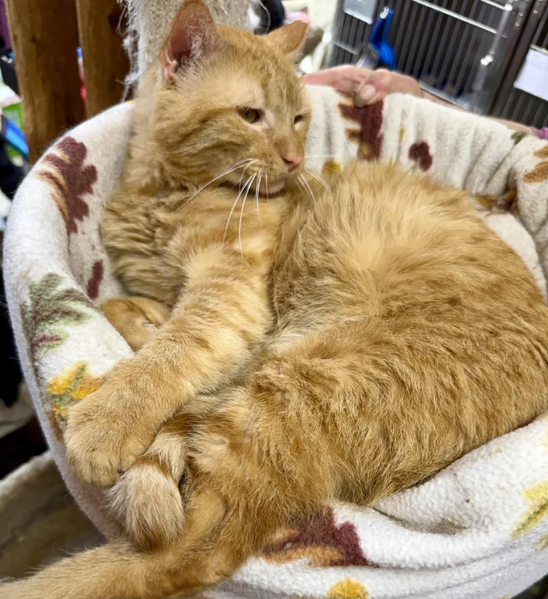 An adult medium-sized male Orange / Red Domestic Short Hair cat named Garfield for adoption in Maywood, IL