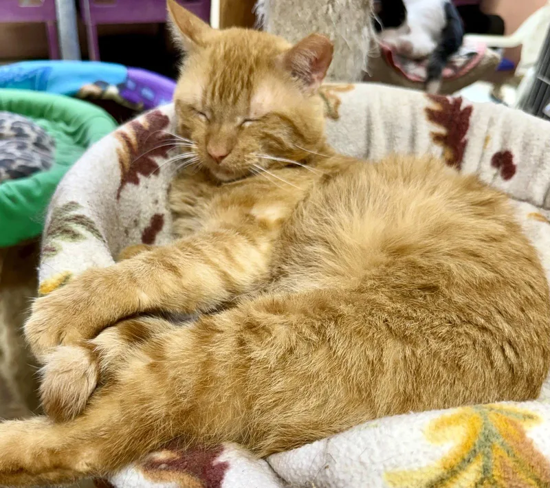 Garfield thumbnail 2
