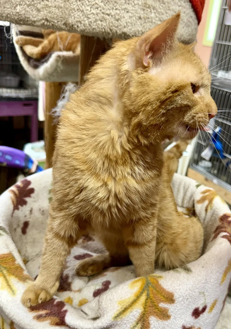 Garfield thumbnail 3