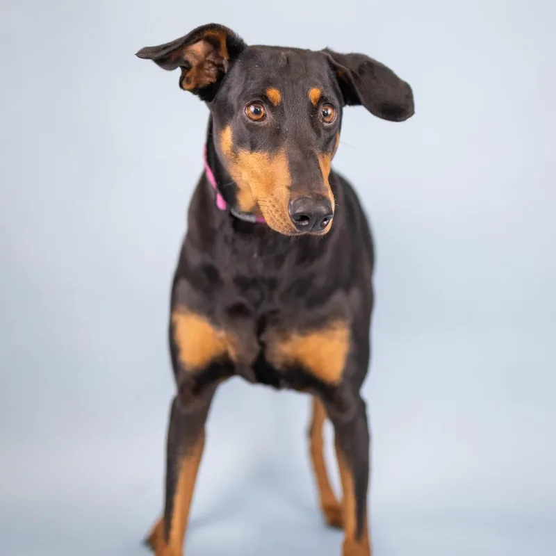 An adult large-sized female Black Doberman Pinscher dog named Honey for adoption in Portland, OR
