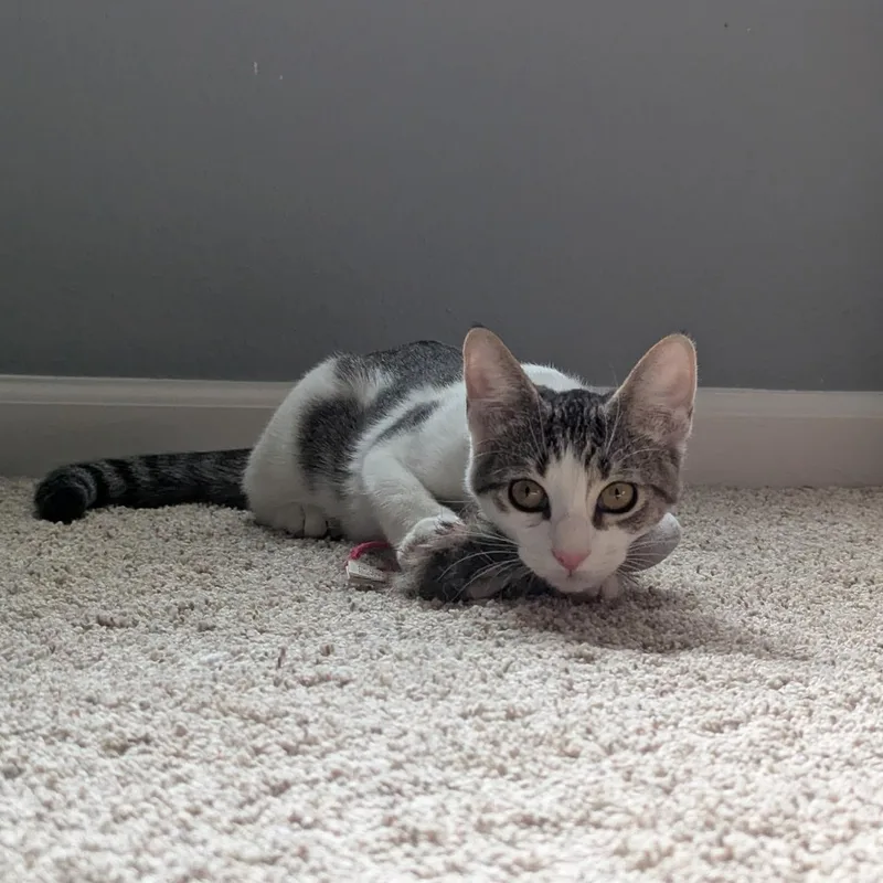 A baby medium-sized female Tabby (Buff / Tan / Fawn) Domestic Short Hair cat named Buttercup for adoption in jacksonville, FL