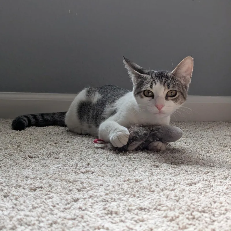 Buttercup thumbnail 3