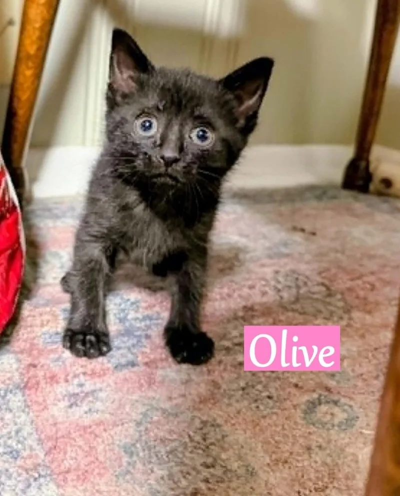 A baby medium-sized female Domestic Short Hair cat named Olive for adoption in Hoover , AL