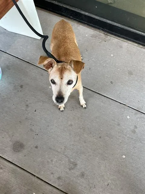 A senior small-sized male Terrier dog named Broski for adoption in Pearland, TX