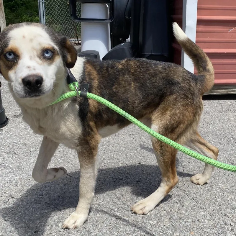 An adult medium-sized male White / Cream Australian Shepherd dog named Simon for adoption in Caryville, TN