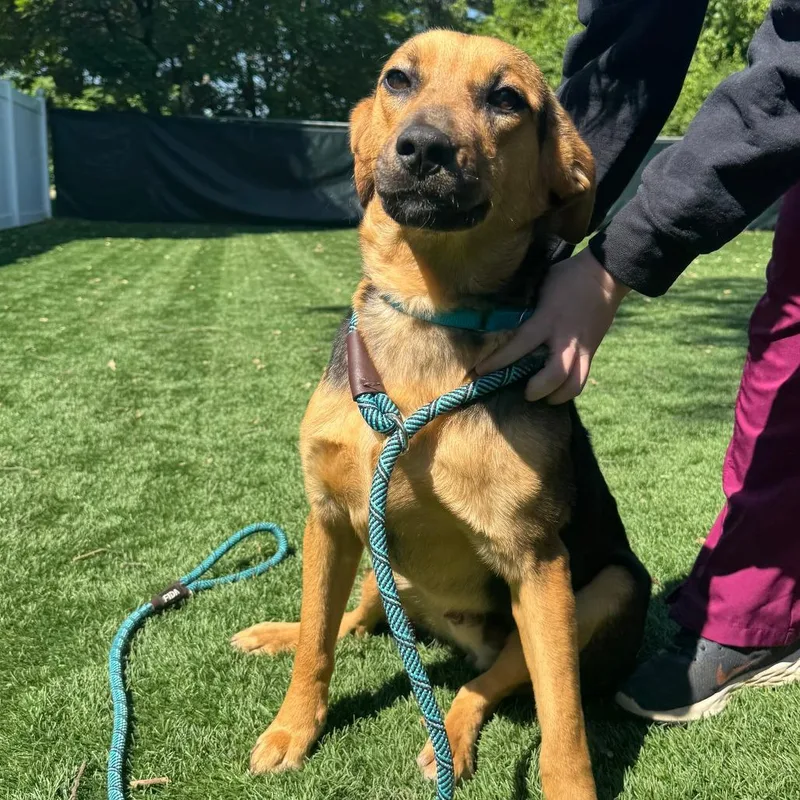 A young medium-sized male Black Mixed Breed dog named Bodie for adoption in Saint Charles, MO