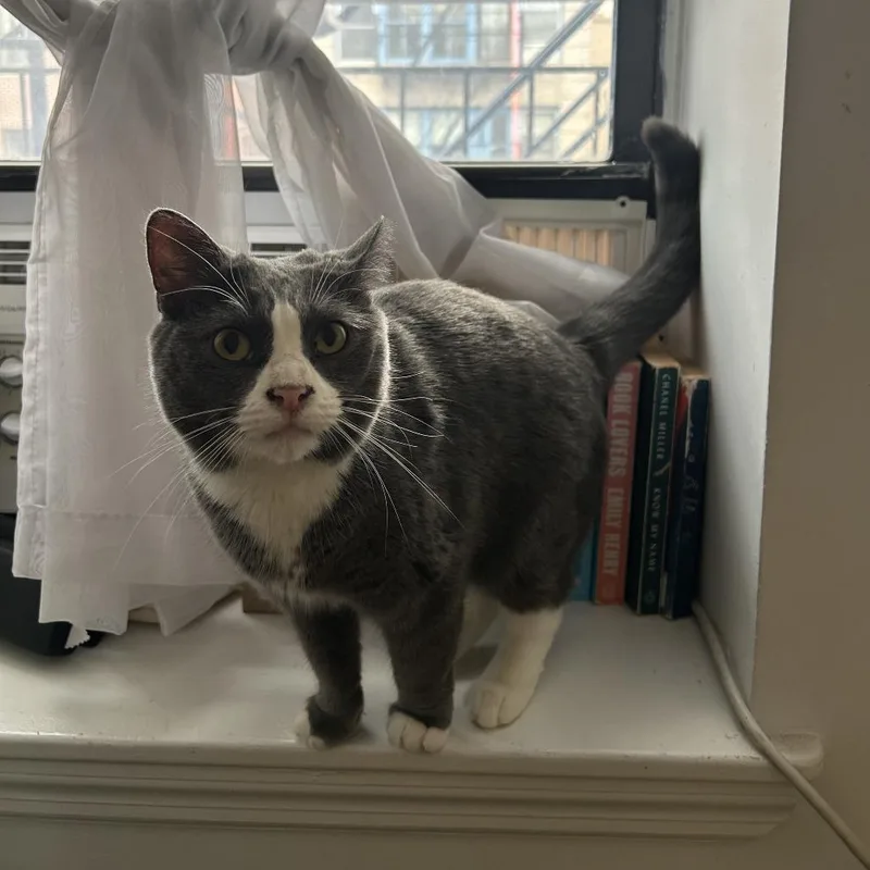 Bella Pepper