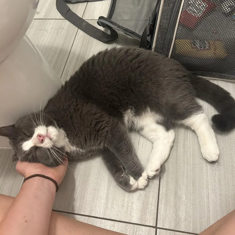Bella Pepper thumbnail 3