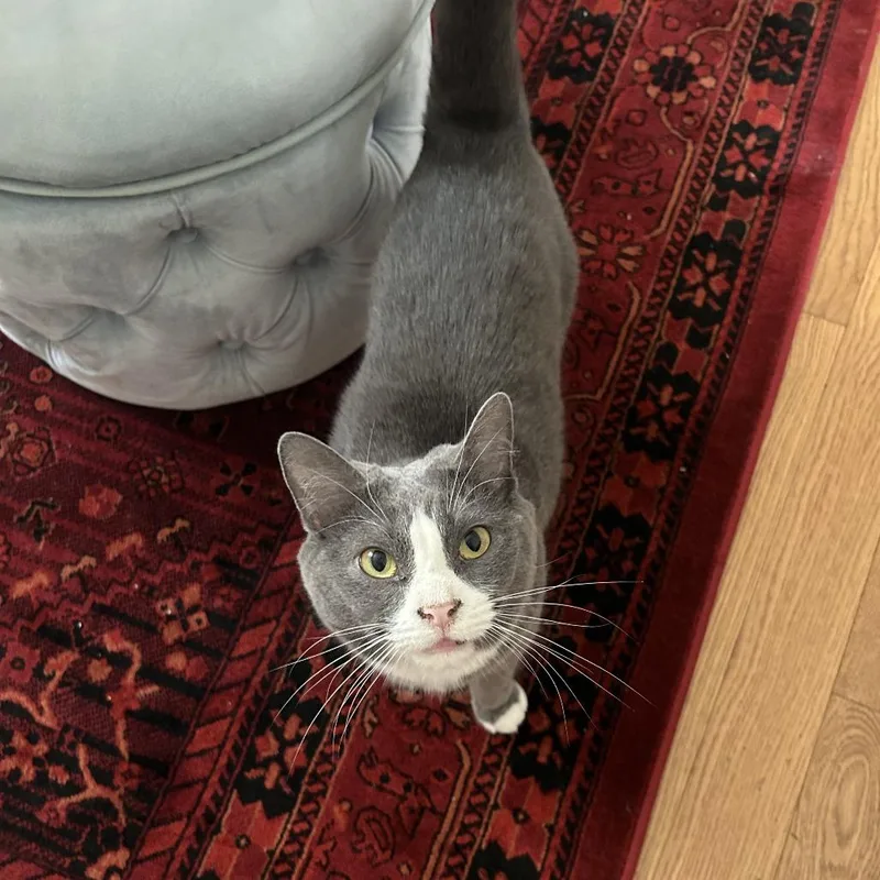 Bella Pepper thumbnail 4