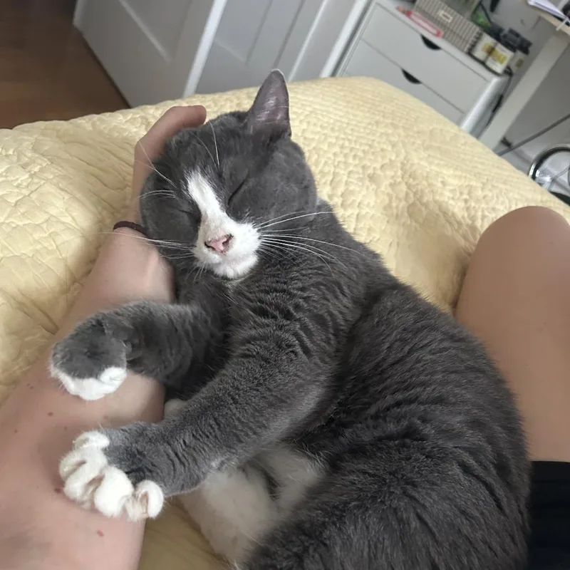 Bella Pepper thumbnail 5