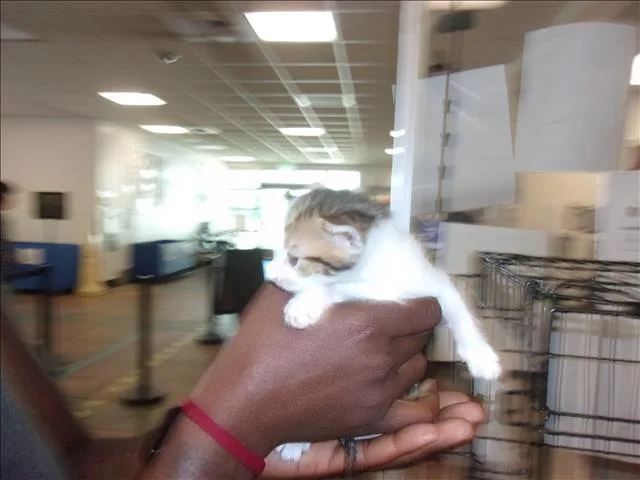 A baby small-sized male Domestic Medium Hair cat named Bella for adoption in Van Nuys, CA