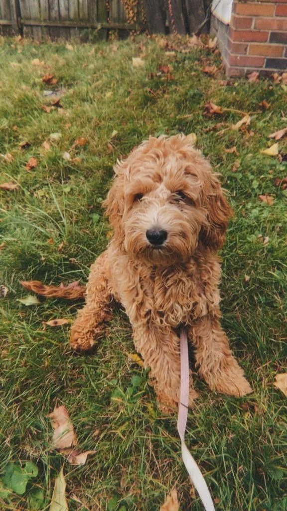 A young medium-sized female Cockapoo dog named Nalah for adoption in West Bloomfield, MI