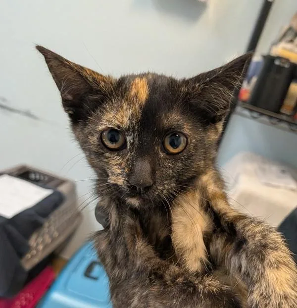 A baby small-sized female Domestic Short Hair cat named Rita for adoption in San Diego, CA