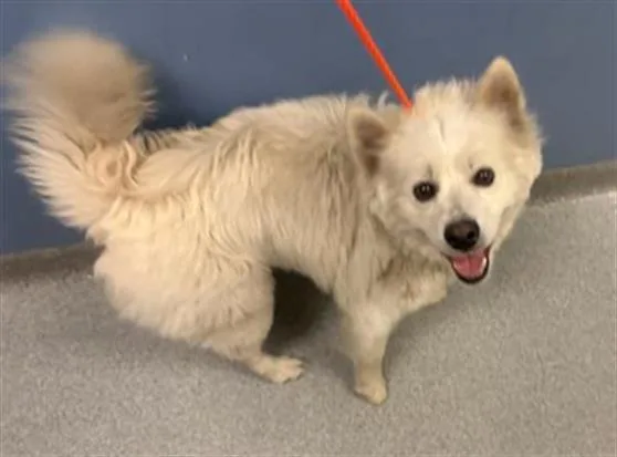 An adult medium-sized male American Eskimo Dog dog named Winter for adoption in Tustin, CA