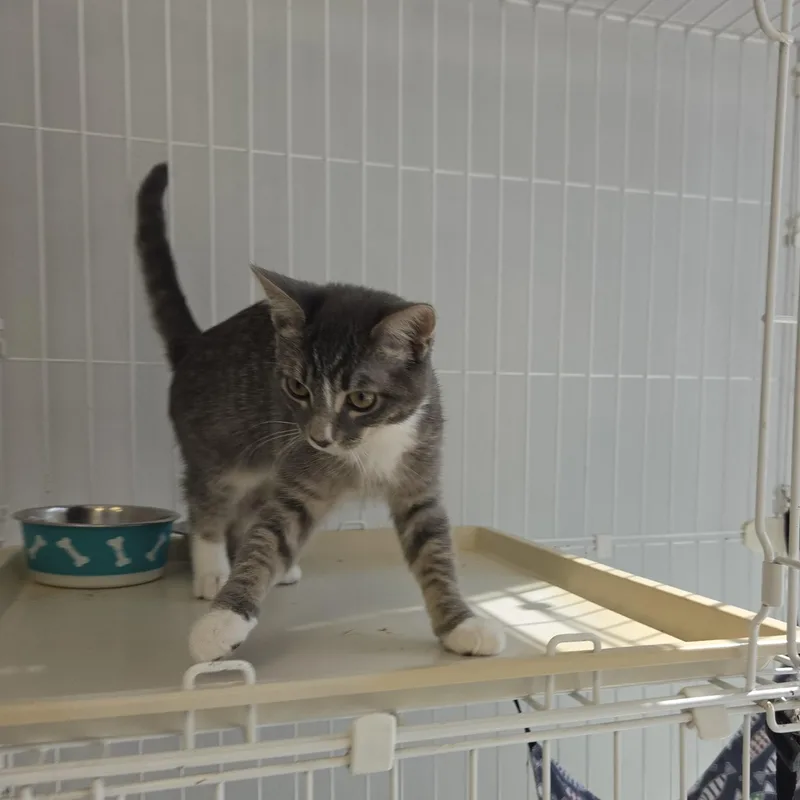 A baby medium-sized female Tabby (Gray / Blue / Silver) Domestic Short Hair cat named Cocoa Pebbles for adoption in Cathedral City, CA