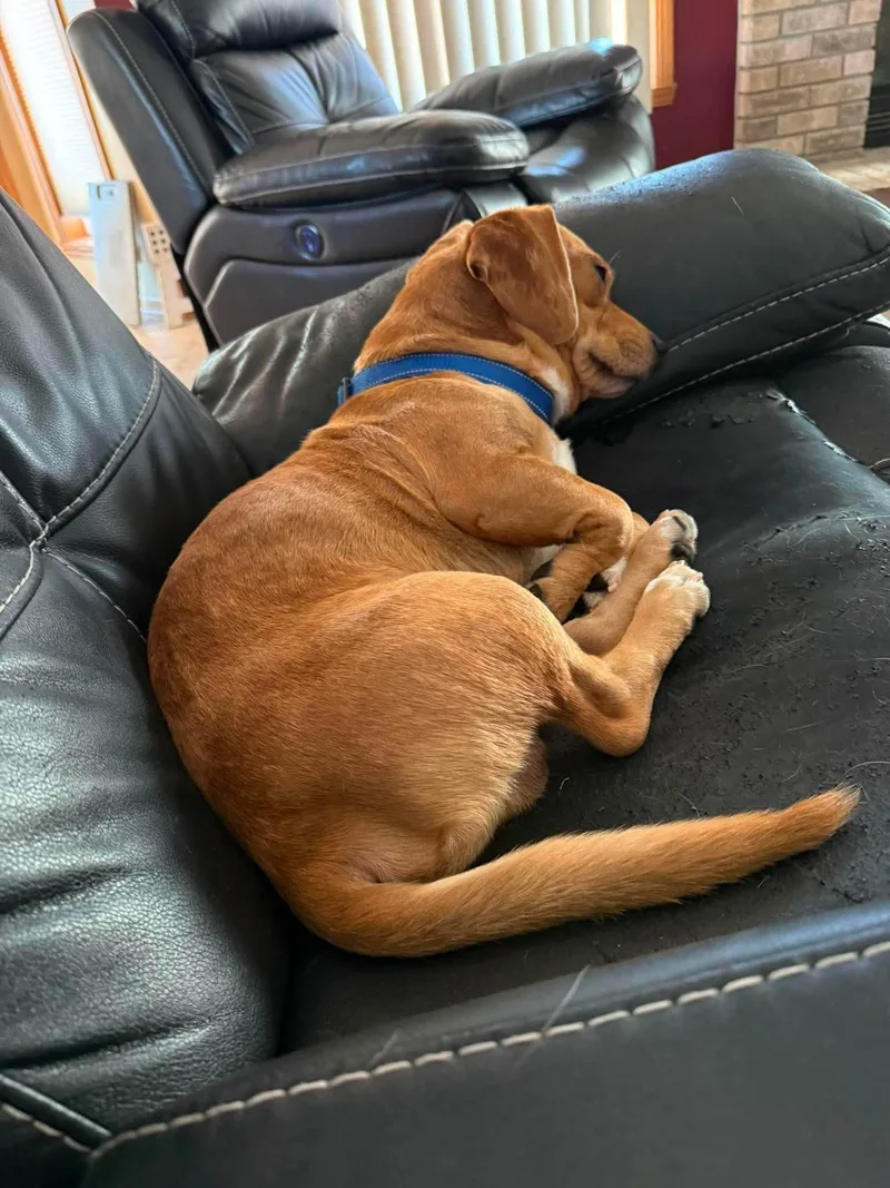 An adult small-sized male Beagle dog named Mac for adoption in Byron, IL
