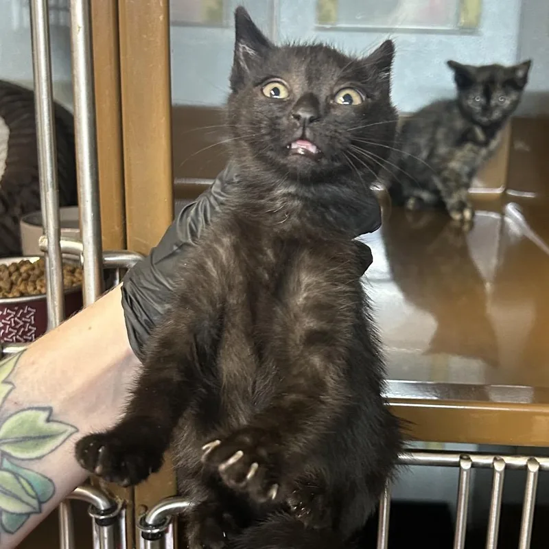 A baby small-sized female Black Domestic Short Hair cat named Cadence for adoption in Point Richmond, CA