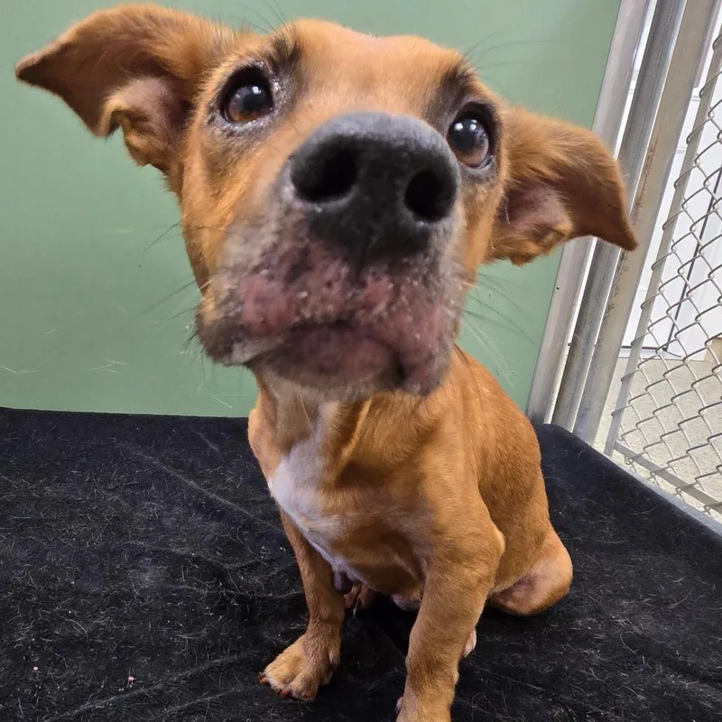 A young small-sized female Brown / Chocolate Mixed Breed dog named Grace for adoption in Freeport, FL