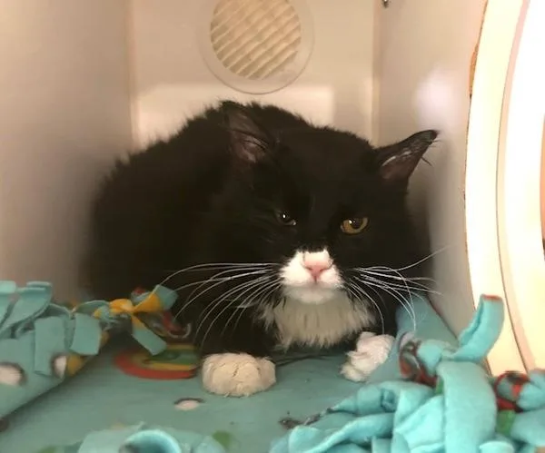 An adult medium-sized male Domestic Long Hair cat named Sirius for adoption in Oceanside, CA