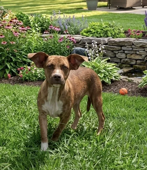 A baby small-sized male Golden Chiweenie dog named Buddy for adoption in Palm springs, FL
