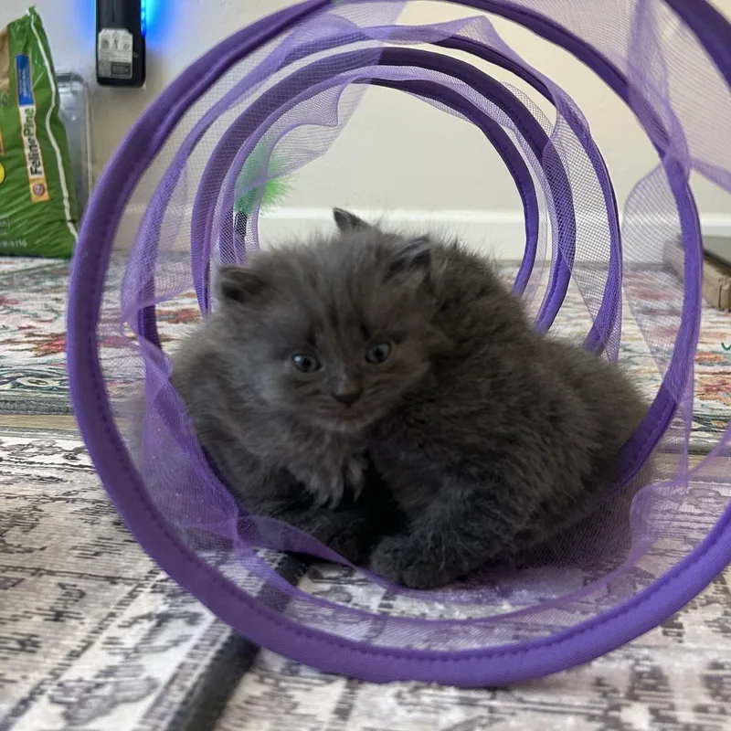 Mini Wheat thumbnail 2