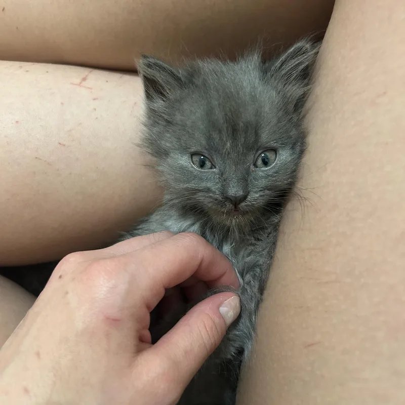 Mini Wheat thumbnail 3