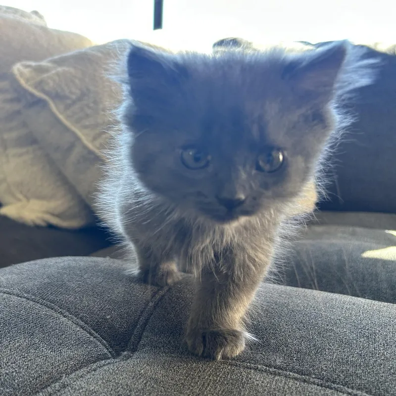 Mini Wheat thumbnail 4