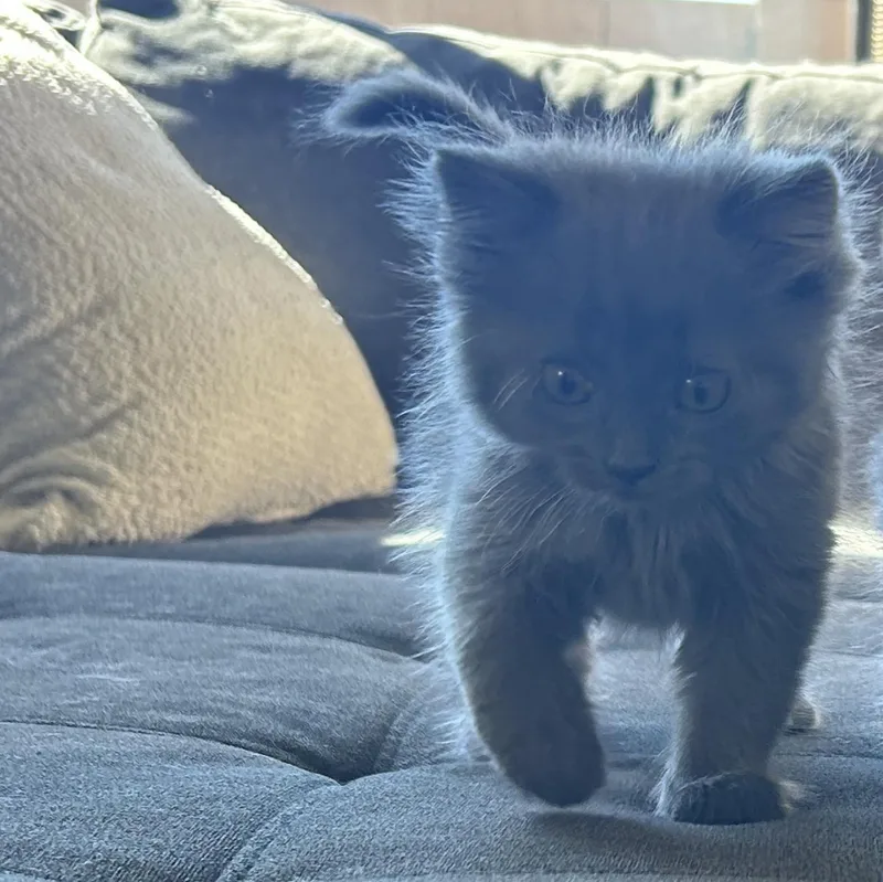 Mini Wheat thumbnail 5