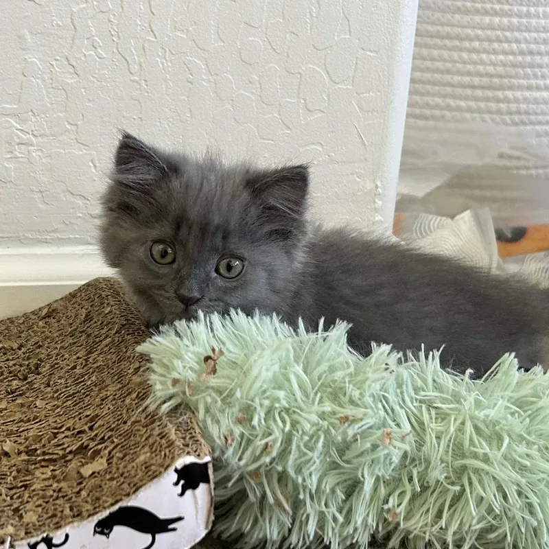 Mini Wheat thumbnail 6