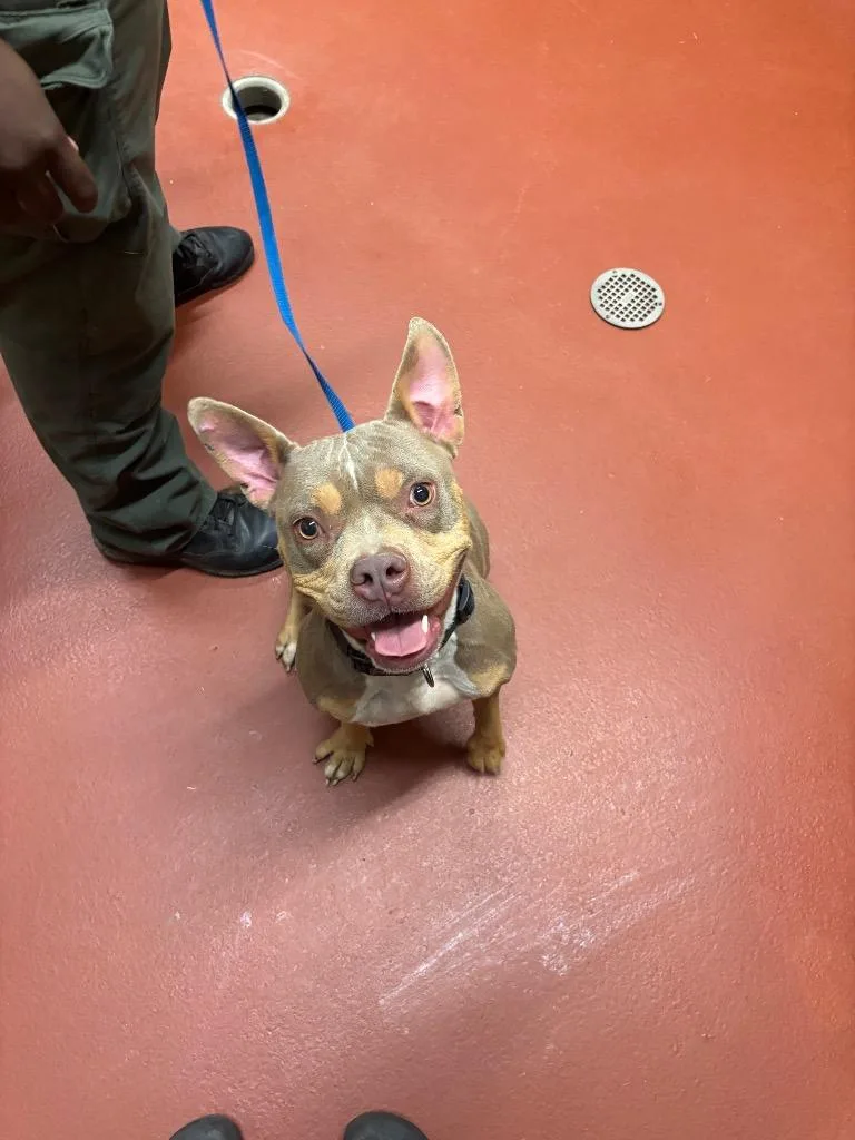 A young medium-sized female Pit Bull Terrier dog named Harley Goolsby for adoption in Douglasville, GA