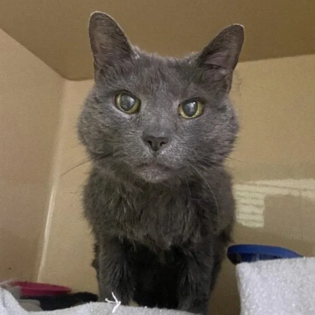 A senior medium-sized female Gray / Blue / Silver Domestic Short Hair cat named Baby for adoption in Elyria, OH