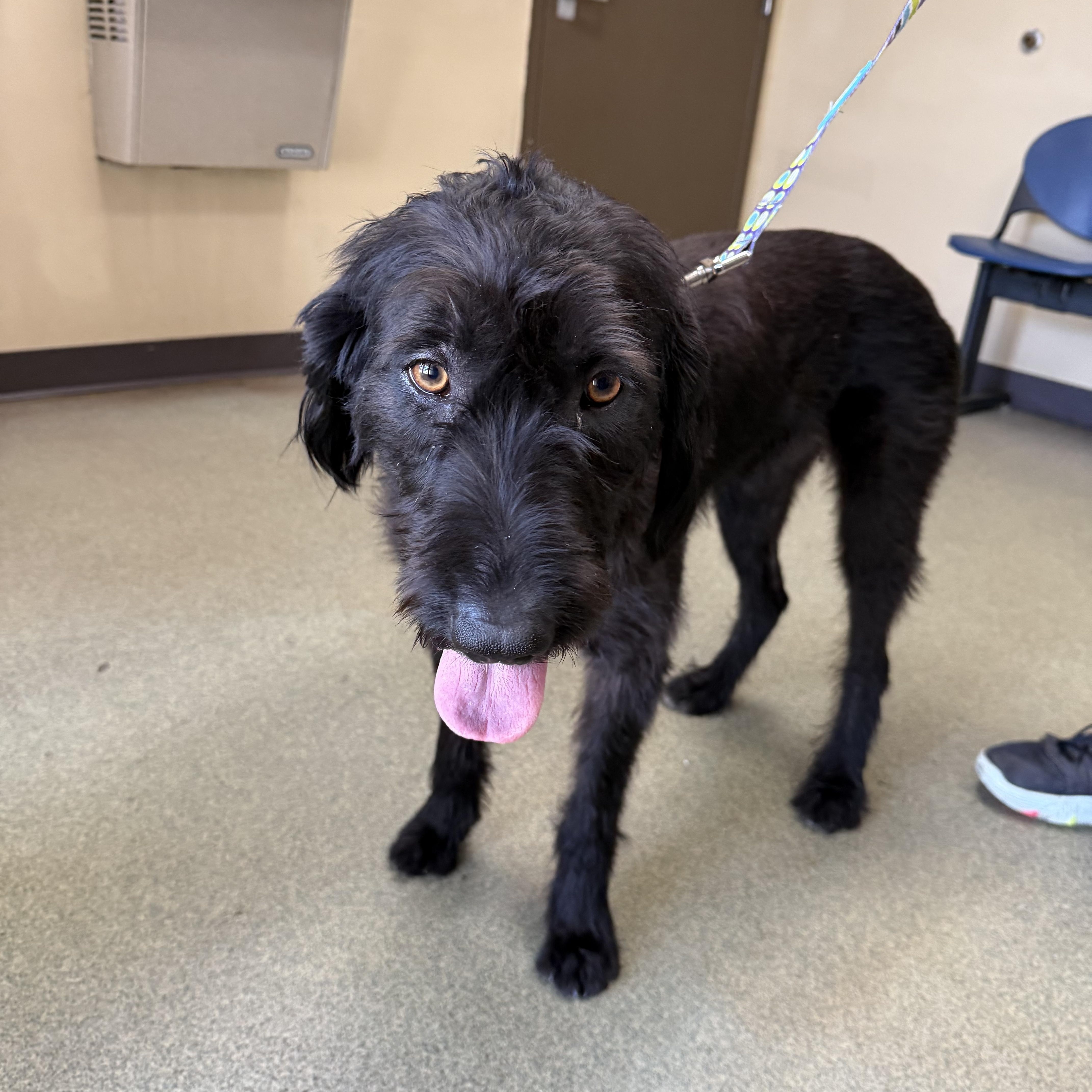 A young large-sized female Labradoodle dog named Pickles for adoption in Owensboro, KY