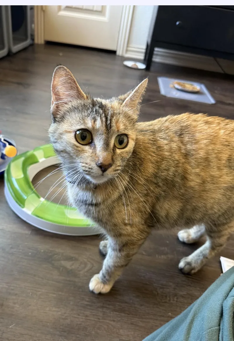 An adult medium-sized female Dilute Tortoiseshell Domestic Short Hair cat named Rue Bennett for adoption in Houston, TX