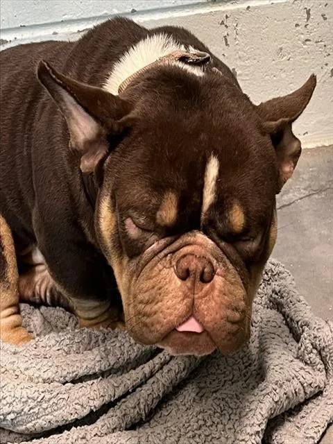 An adult large-sized male English Bulldog dog named Tonka for adoption in Tavares, FL