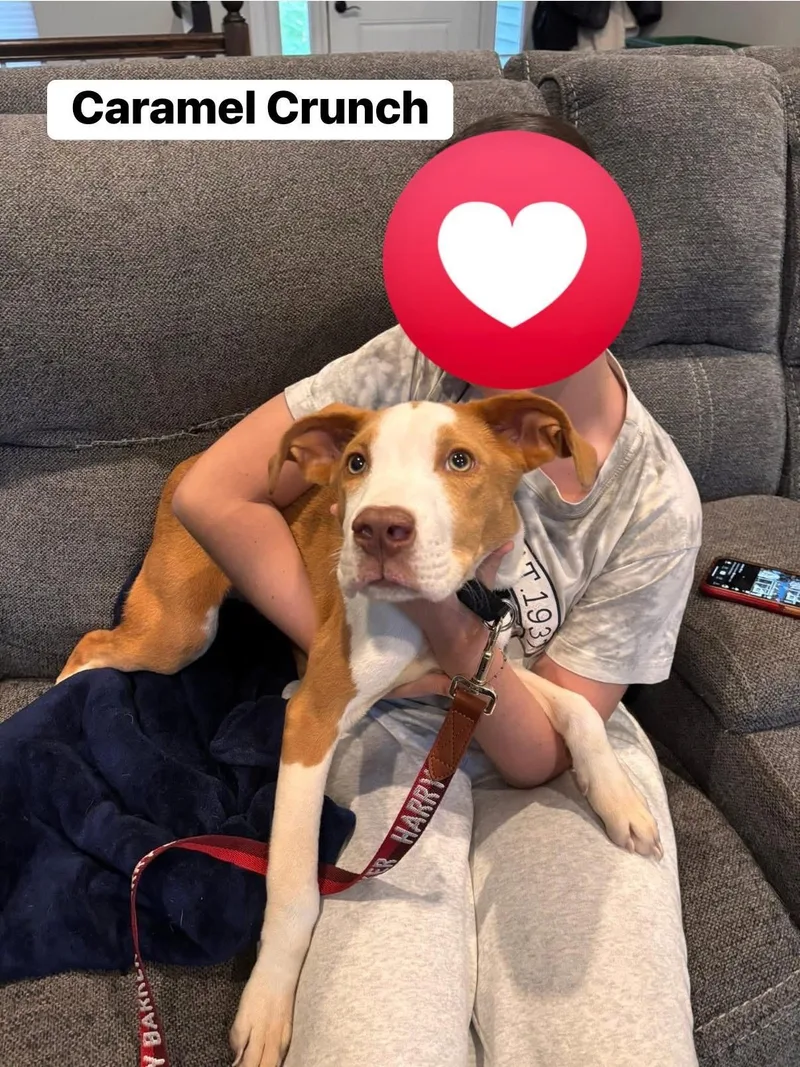 Caramel Crunch thumbnail 2