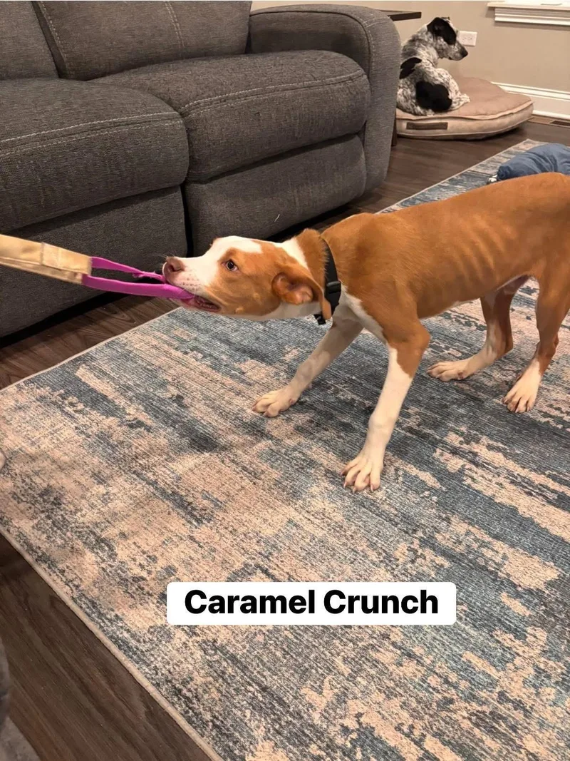 Caramel Crunch thumbnail 3