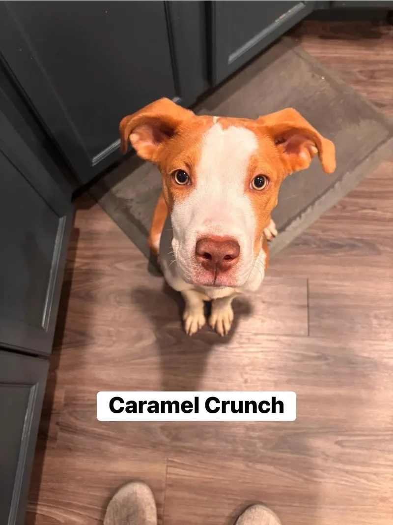 Caramel Crunch thumbnail 4