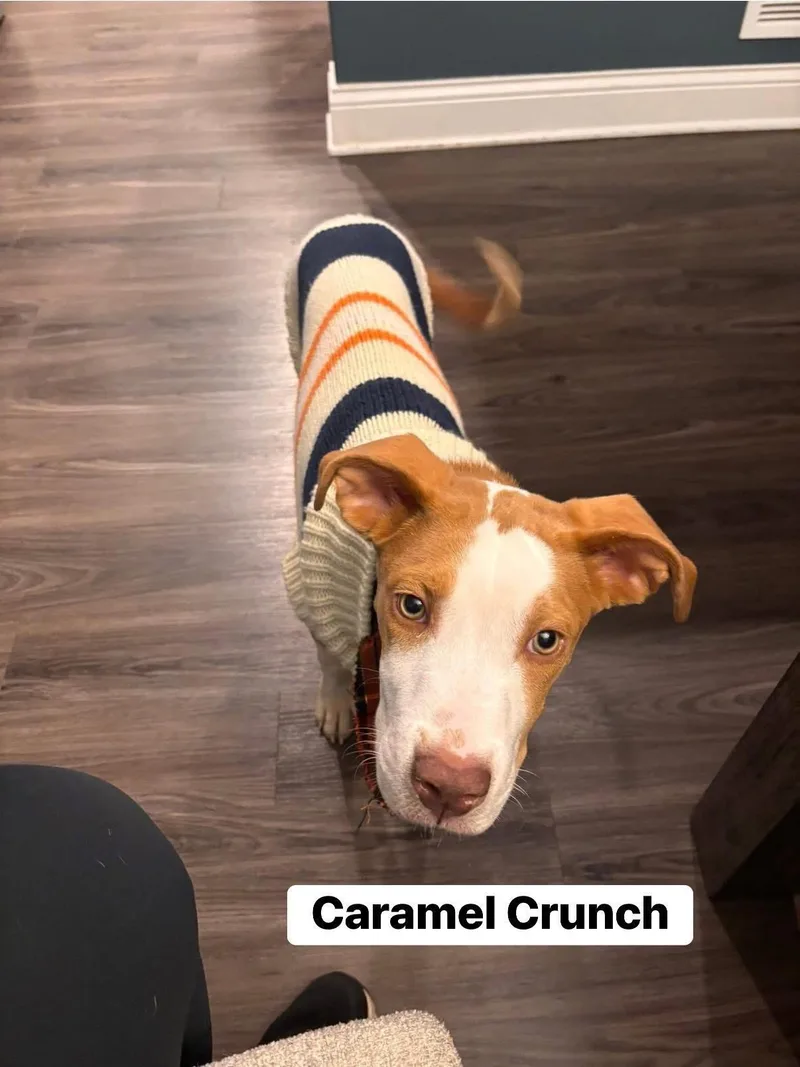Caramel Crunch thumbnail 6