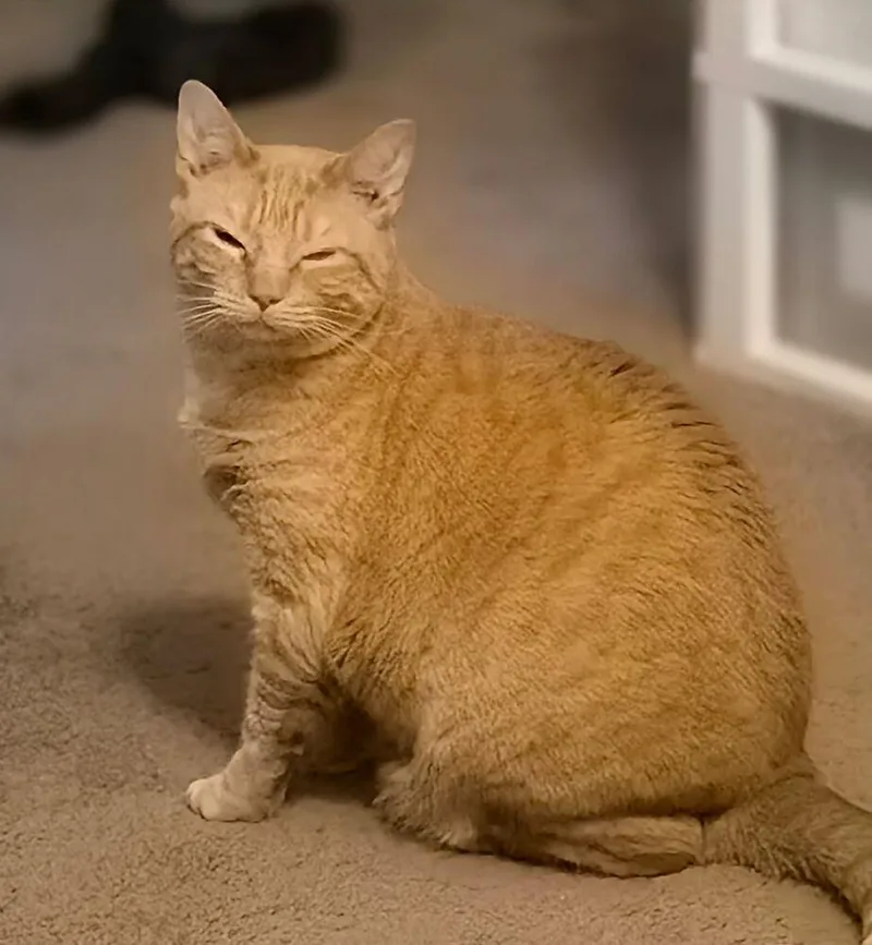 Chiquitita thumbnail 2