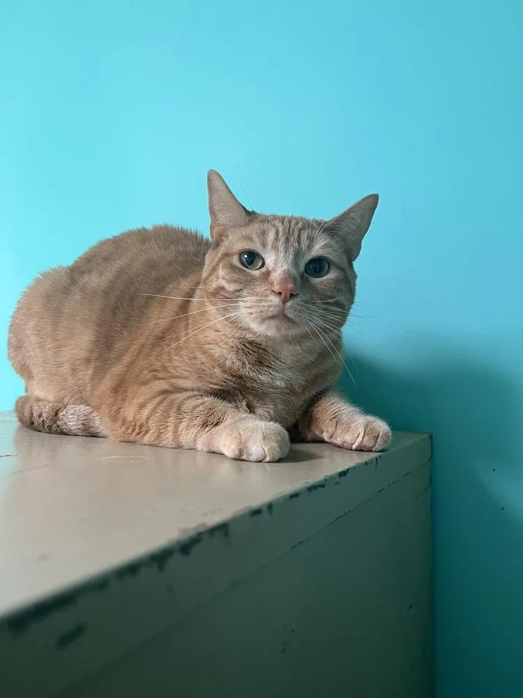 Chiquitita thumbnail 3