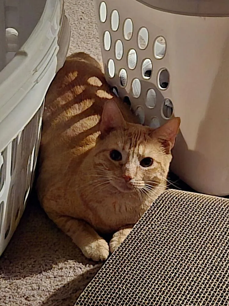 Chiquitita thumbnail 4