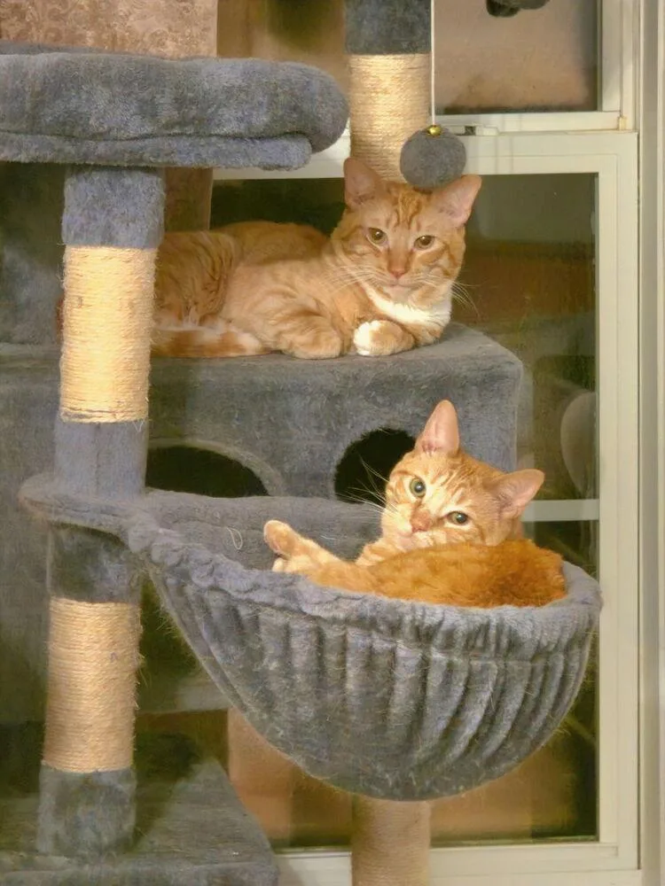 Chiquitita thumbnail 5