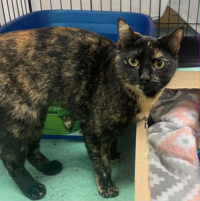 A young medium-sized female Tortoiseshell cat named Onyx for adoption in Wyandotte, MI