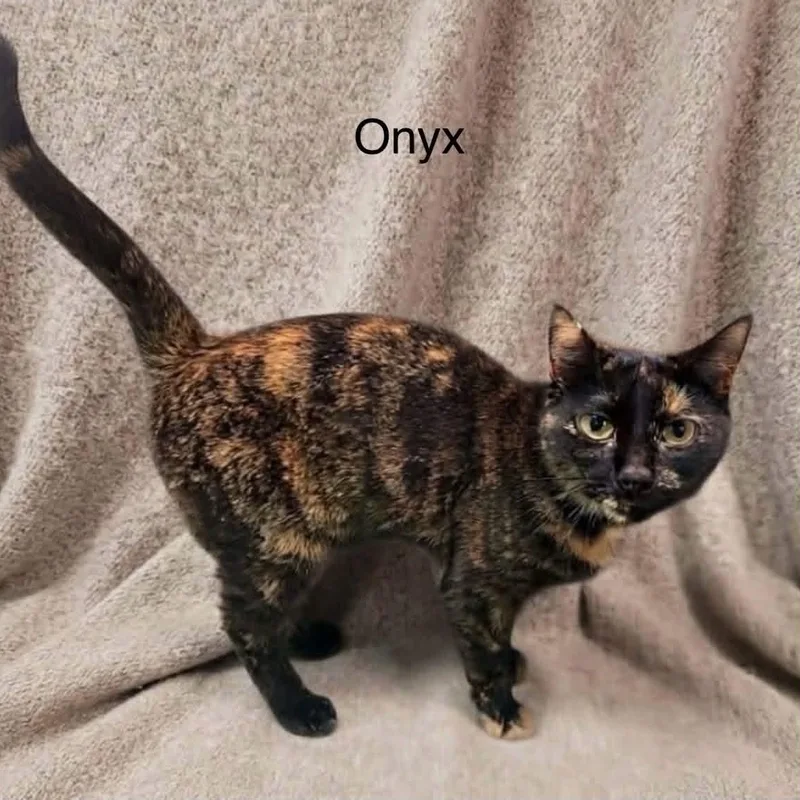 Onyx thumbnail 3