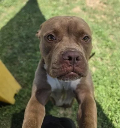 An adult medium-sized female Pit Bull Terrier dog named Axolotl for adoption in Conway, SC