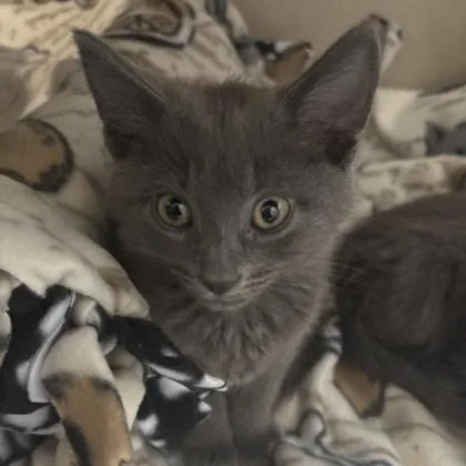 A baby medium-sized male Gray / Blue / Silver Domestic Long Hair cat named Gravel for adoption in Dubuque, IA