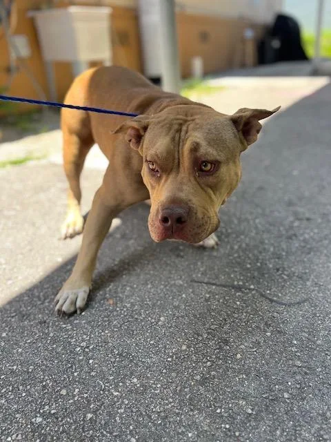 A young large-sized female American Bulldog dog named Star for adoption in Miami, FL