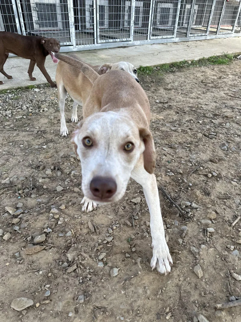 A baby medium-sized male Husky dog named Mars for adoption in Corning, AR