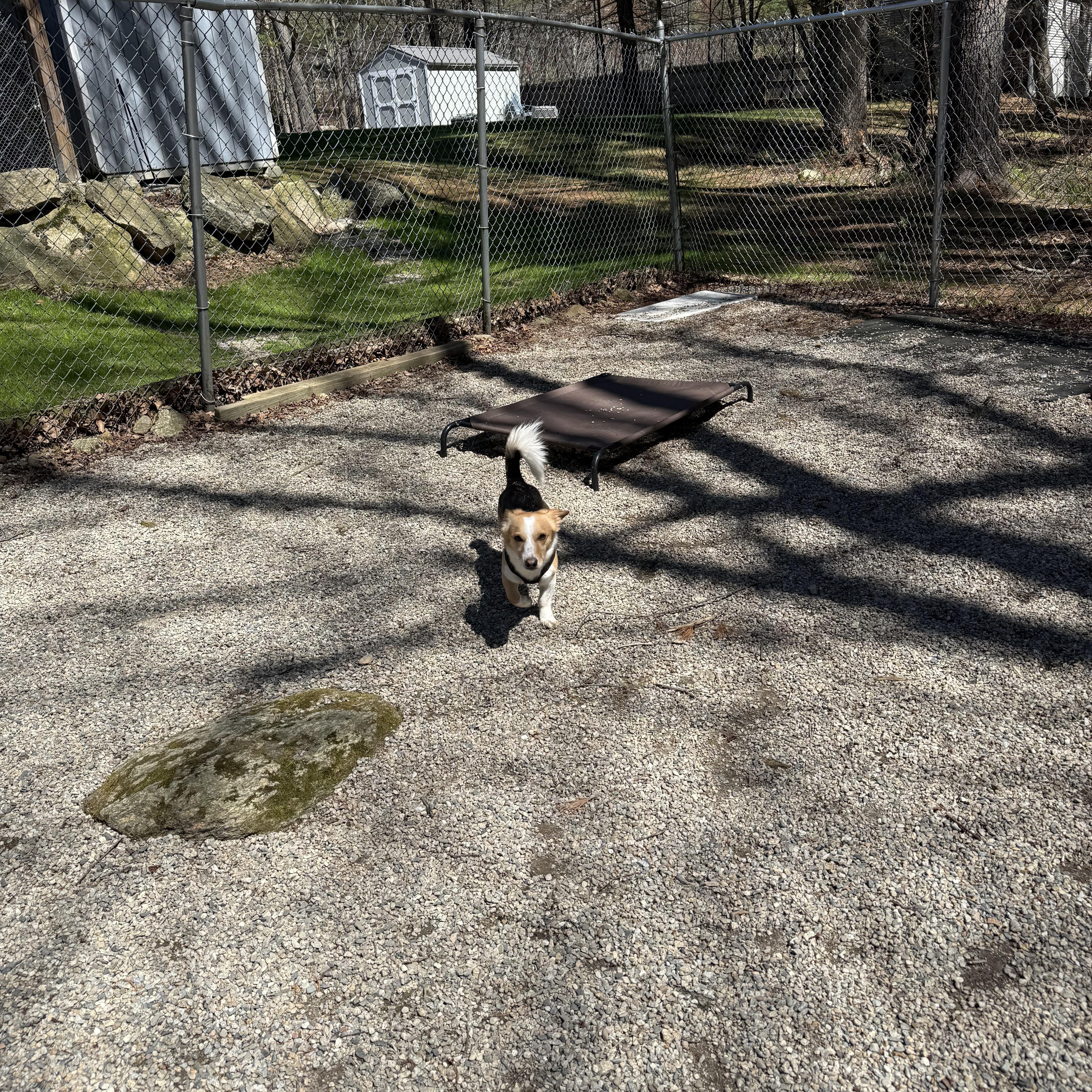 Shadrach “shaddy” thumbnail 2