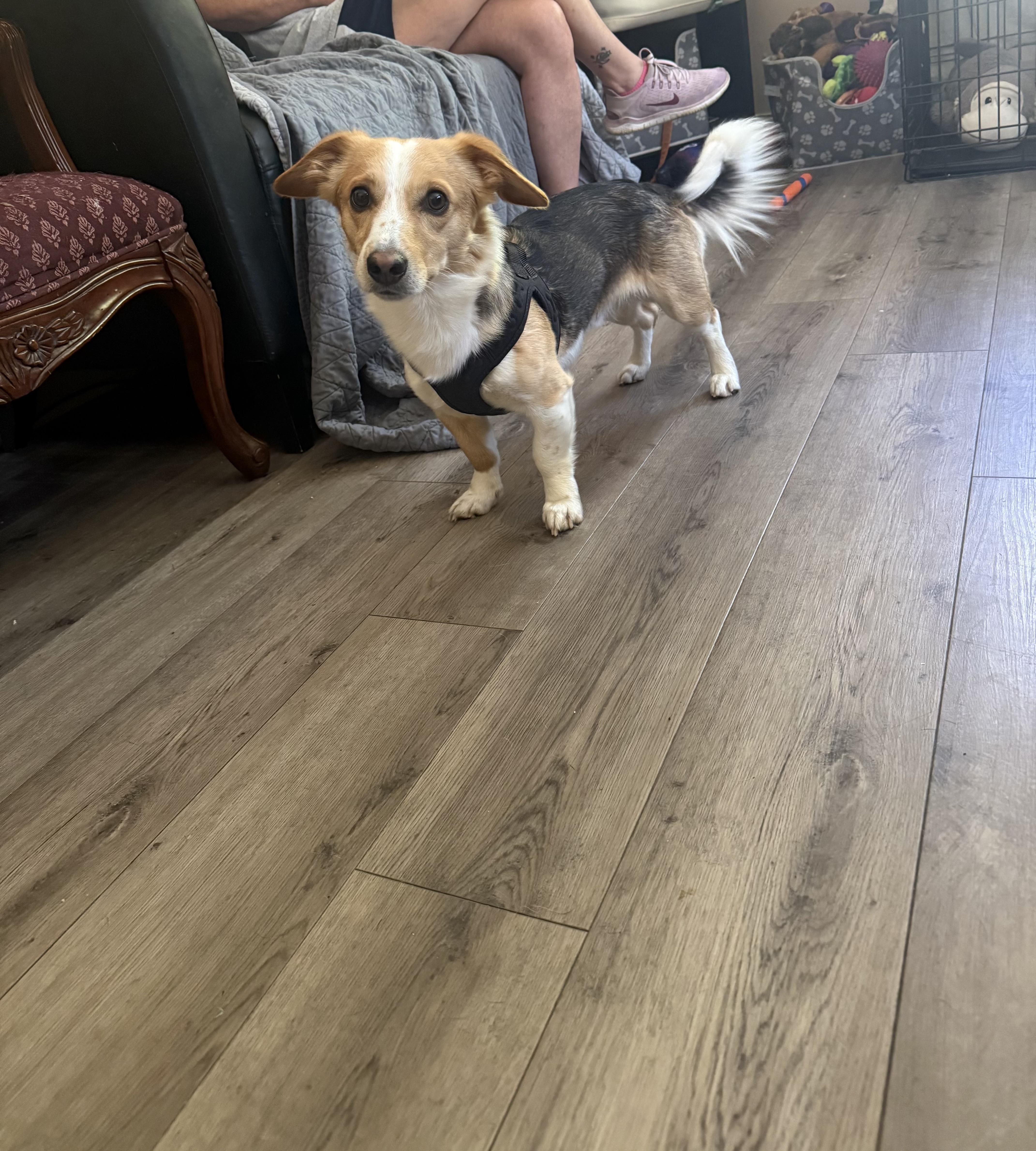 Shadrach “shaddy” thumbnail 3